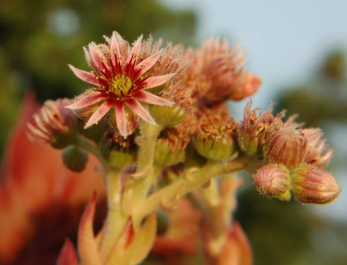 Sempervivum Dachwurz Hauswurz